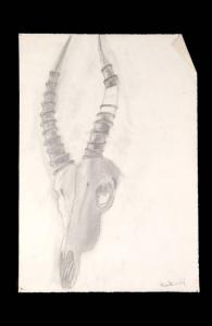 Cranio di antilope