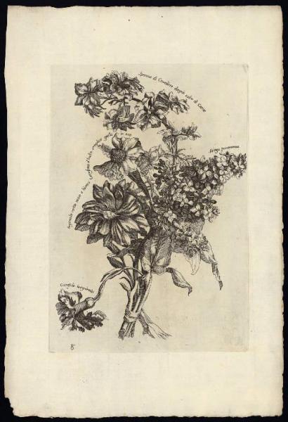 Nuova e curiosa raccolta di più vaghi fiori immitati dal naturale in Parigi da I. Belli al presente dati in luce in Roma da Carlo Losi 1773
