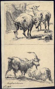 Pecore e capre