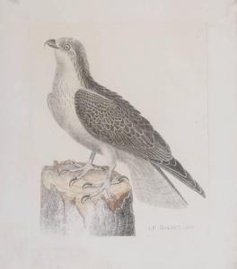 Ornithologie. Histoire des Oiseaux Peints dans Tous Leurs Aspects Apparents et Sensibles