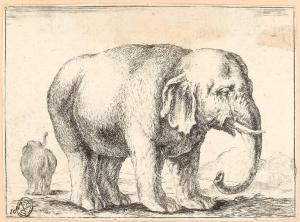 Un elefante