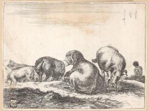 Pecore e arieti