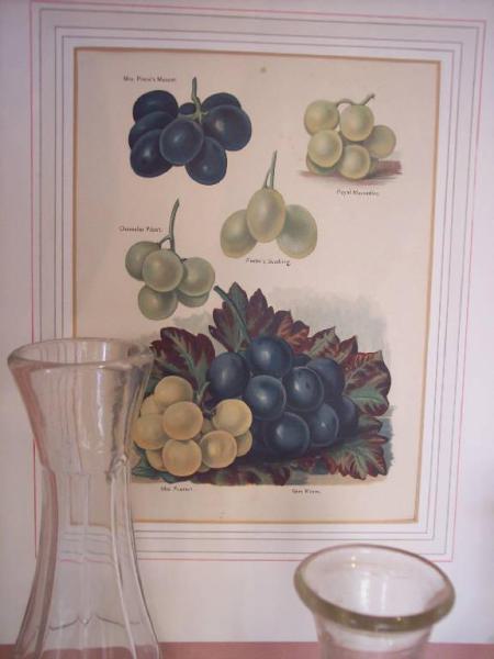 Piccoli grappoli d'uva bianca e nera