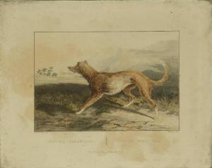 Cani da caccia/ cane lupo irlandese